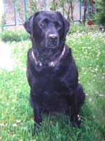 Photo de la labrador Jessie qui a permis sa reprsentation en portrait